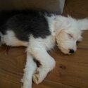 Old English Sheepdog pup-2