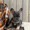 Beautiful French Bulldog Puppies Available-2