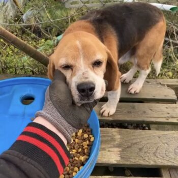 Lovely beagle free to a good home 