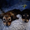 Longhaired dachshunds -2