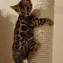 Registered Bengal Cat for Adoption-0