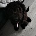 8 month old poodle cross-0