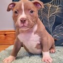 American pocket bullys puppys-2