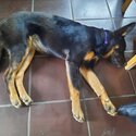 Child friendly 1yr old German Shepherd cross. Completed basic training as s pub. -2