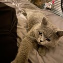 British shorthair kitten -4