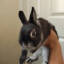 Neatherlands dwarf rabbits and lion head rabbit 8 months old -3