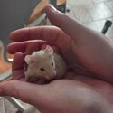 Syrian Hamsters -2