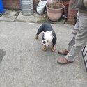 Beautiful,  playful Male Bulldog, has all paperwork and is neutered. -1