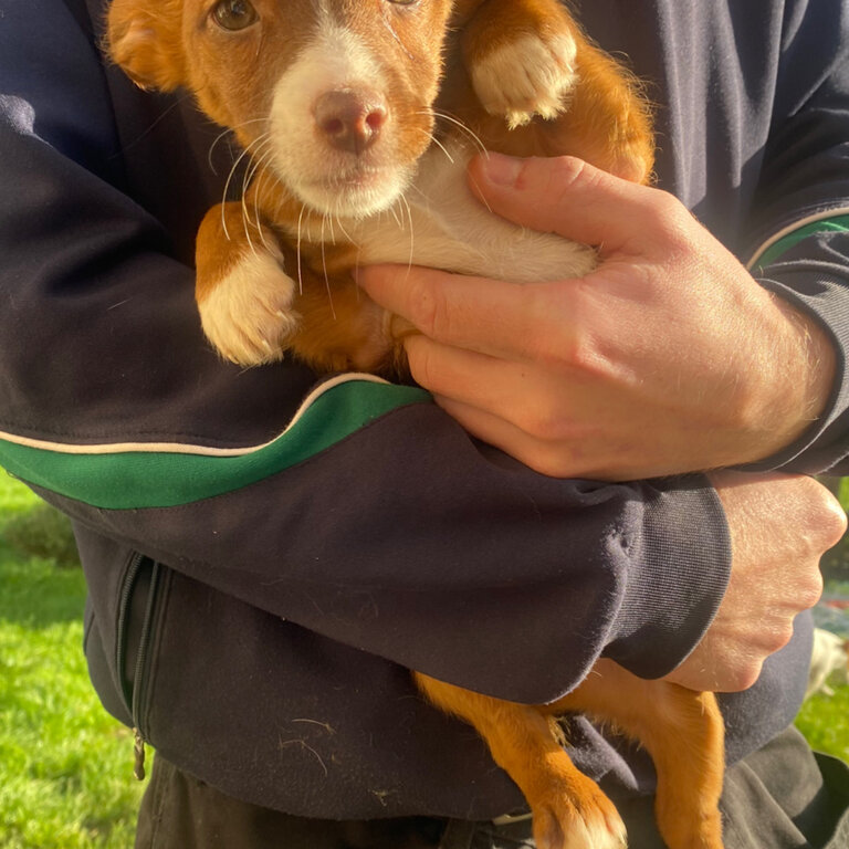 Jack Russell cross puppies for sale 