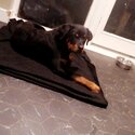 Rottweiler puppy -4