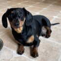 Daschund for adoption - no longer available -0