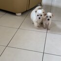 Tiny Maltese cross jackchi puppies 10 weeks old-1