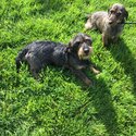 Wire haired dachshund x-5