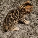 Bengal Cat for Adoption-1