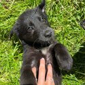 2 german shepard cross female pups for sale -1