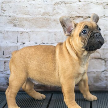 IKC registered French Bulldog 