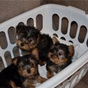 Home raised yorkie puppies for rehoming-3