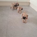 pug puppies -3