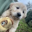 Beautiful IKC (pending) Golden retriever puppies