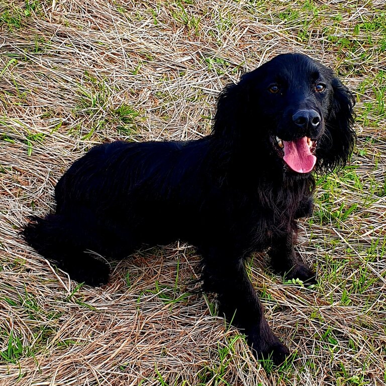 Male Cocker Spaniel 