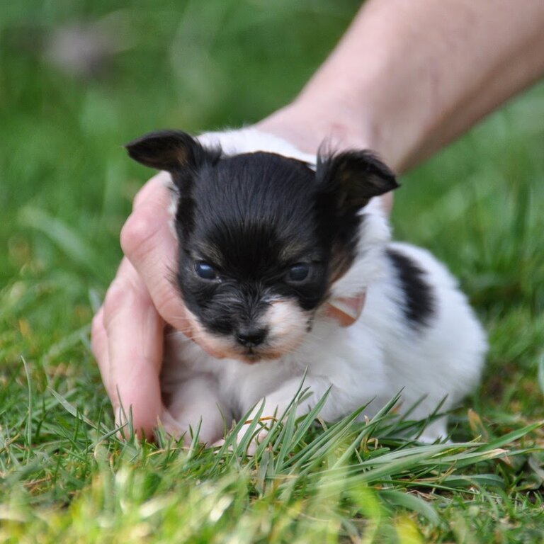 4 week old Labrador in Dublin