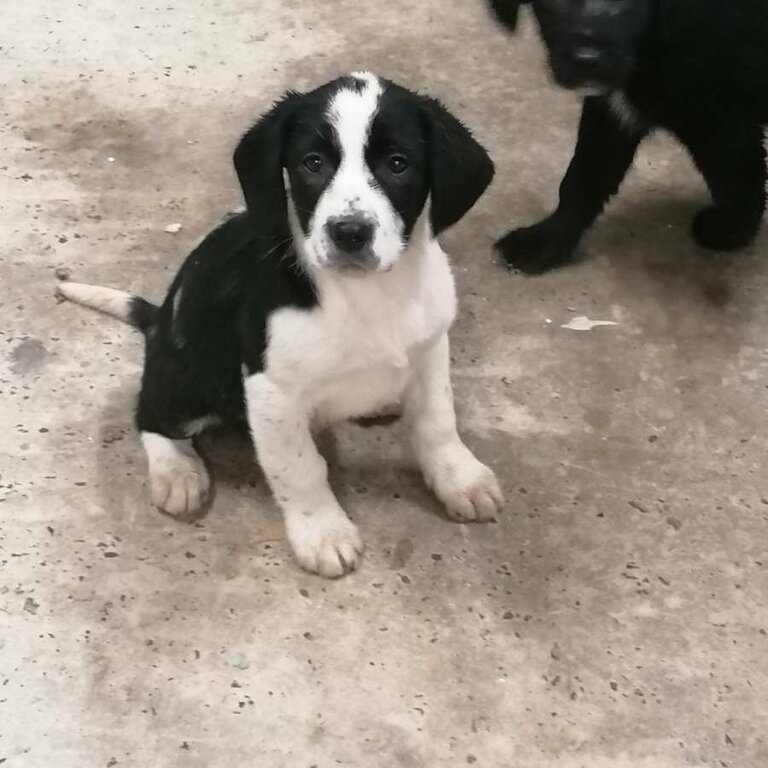 Collie x springer spaniel pups