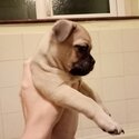 Pug pups for sale-2