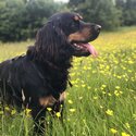 English Cocker Spaniel for Sale-1