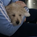 Bichon X Pom puppy for sale-0