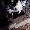  Collie pups for sale  Parents good working dogs very friendly -0