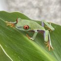 Red Eye Tree Frogs (Agalychnis callidryas)-2