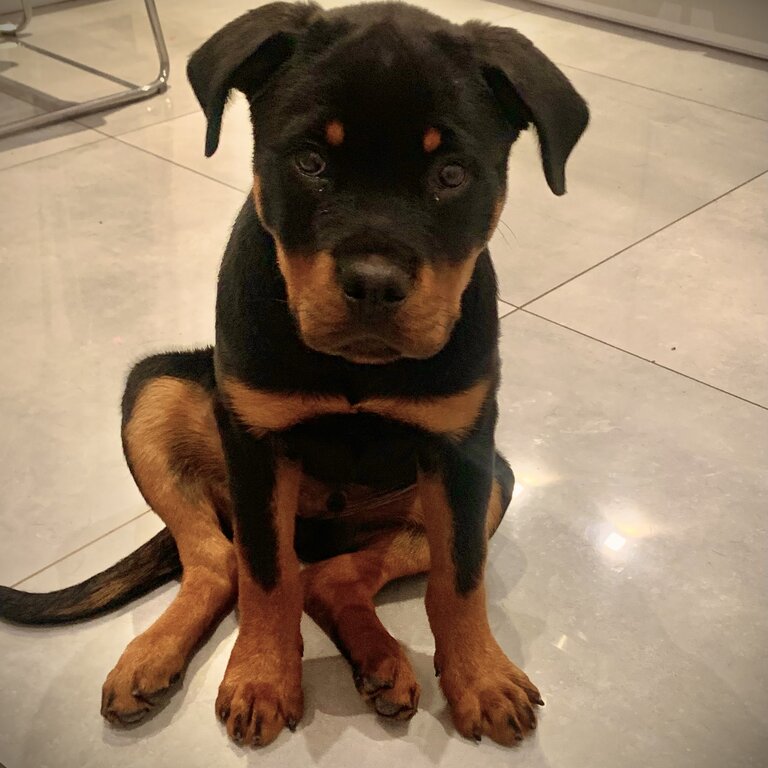 Male Rottweiler Pup