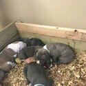 American bullys for sale-1