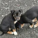 Australian kelpie/Welsh Collie sheepdogs-1