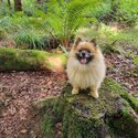 Cute Pomeranian Puppies-3