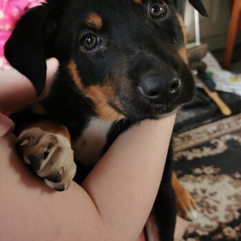 Collie/Kelpie pups