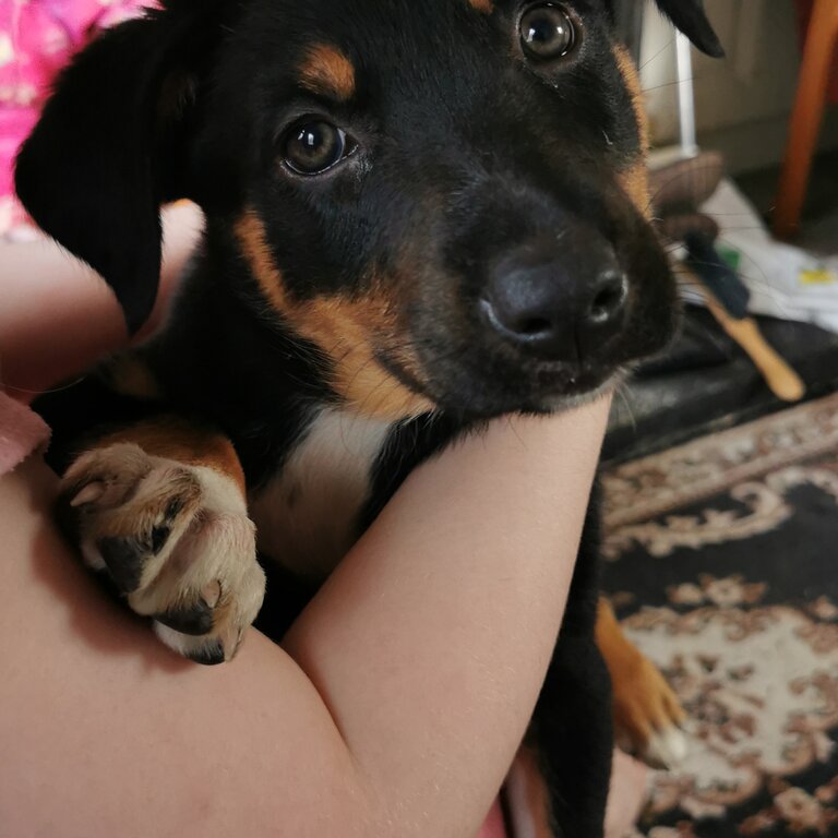 Collie/Kelpie pups