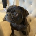 Selling my 6 month old pug -0