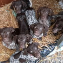 German shorthaird pointer pups for sale-1