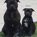 2 quality Staffie pups ready to move to their new homes-2