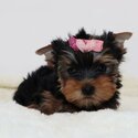 Registered Yorkie Puppies for Adoption-3