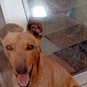 3year old loyal lovely male lurcher -1