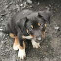 Australian kelpie/Welsh Collie sheepdogs-2