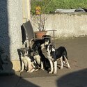 Collie puppies -1