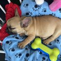 French Bulldog Puppy for sale in Dublin, IKC registered -1