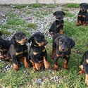 Purebred Doberman puppies for sale-1