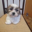 Beautiful  Shih Tzu / Bichion -1