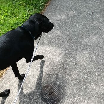 Black labrador retriever