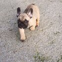 French Bull Dog Puppies-4