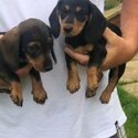 Miniature dachshund short haired -1